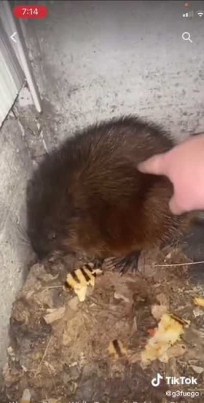 woman tries to&hellip; uhh.. befriend a rat