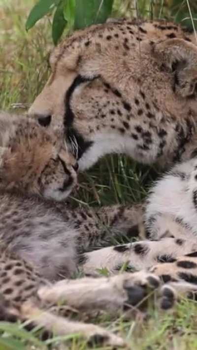 A Cheetah's mother's love 💕
