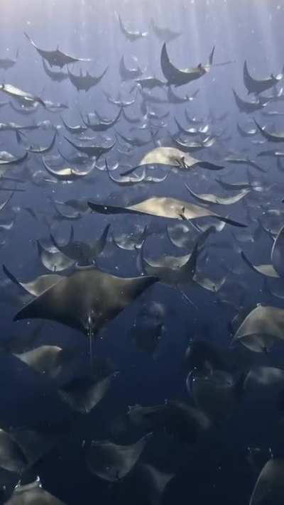POV: You&rsquo;re flying with the Mobula Rays