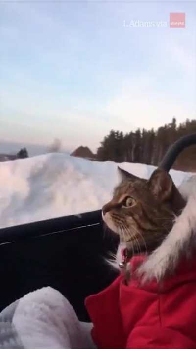 Road Inspector