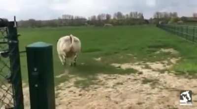 Steer jumps for joy when he feels grass
