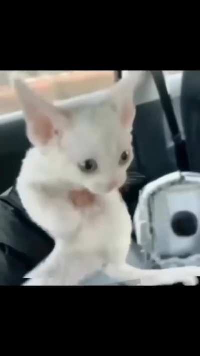 chavinho