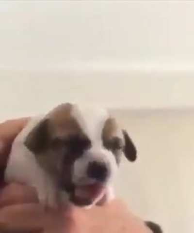 filhotinho tomando rem&eacute;dio pela primeira vez 🥺