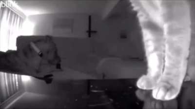 Cat pushed the camera over to show its human that the dog was chewing on the remote