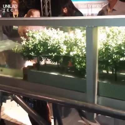 Scale model showing how mangrove forests stop waves damaging the coast (/r/educationalgifs)