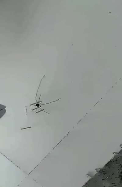 Spider senses