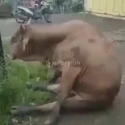 Sad cow