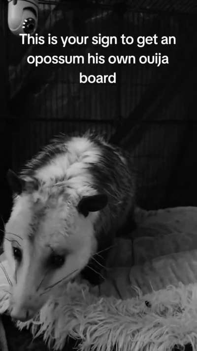 Clyde &amp;amp; his ouja board 🖤