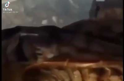 Cowbunga