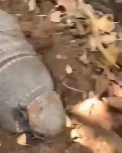 Does it look like a corpse?