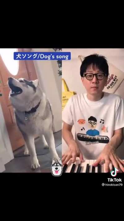 Husky tantrum duet