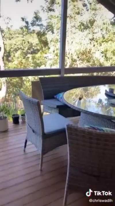 Finding out whether kookaburras like pasta