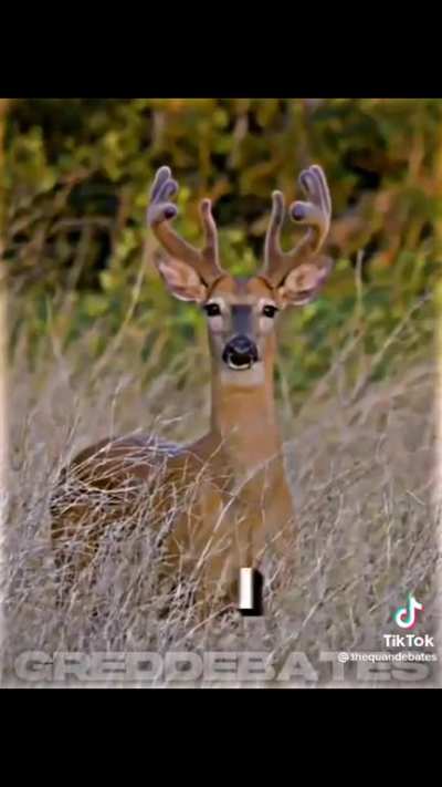 Deer rule
