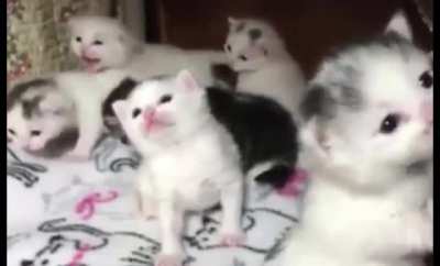They are at the wobbly stage.