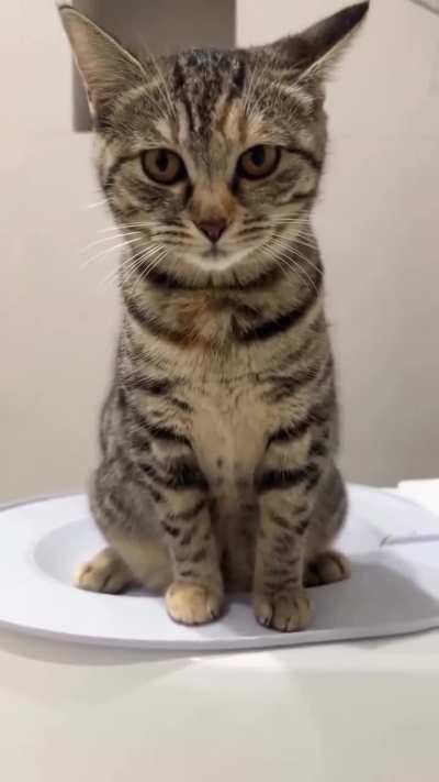 Smart kitty🐈&zwj;⬛🤗