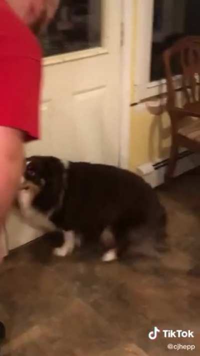 Dogs can&rsquo;t understand english