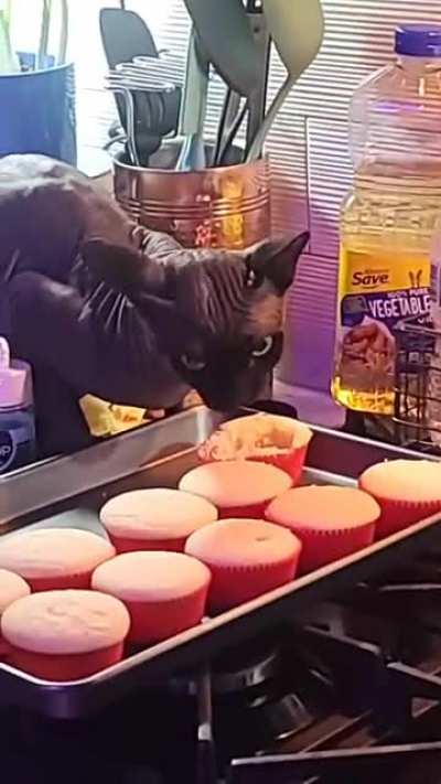 Noodles ate a cupcake