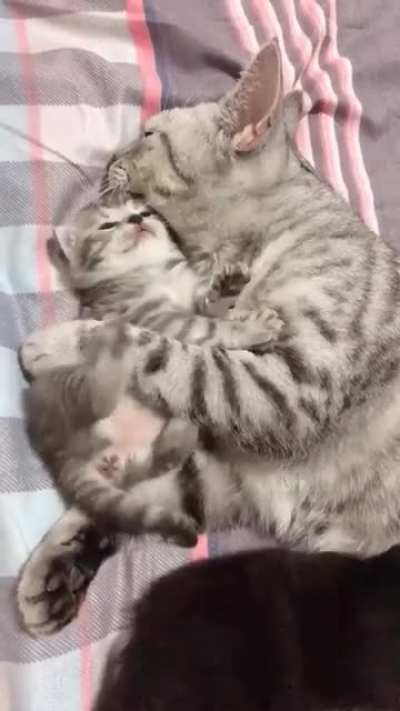 beautiful this cat
