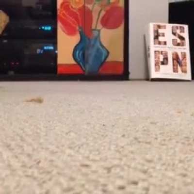 I am... Carpet Shark.