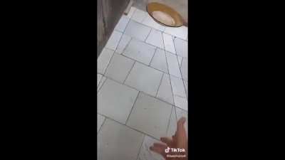 o ''prato indestrut&iacute;vel''