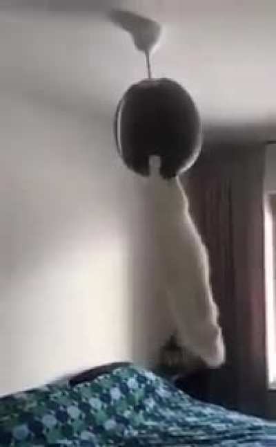 Everytime my cat is too quiet.