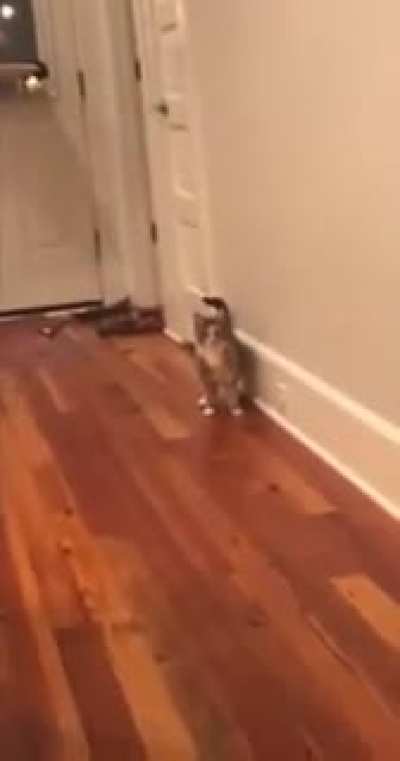 Wait, you have a cat right?