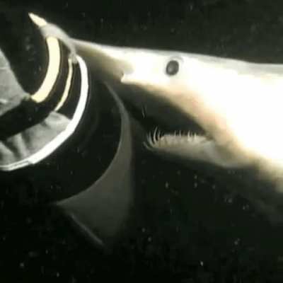Goblin Shark's "slingshot feeding"