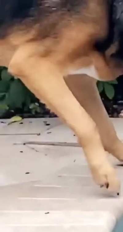I save you little fren