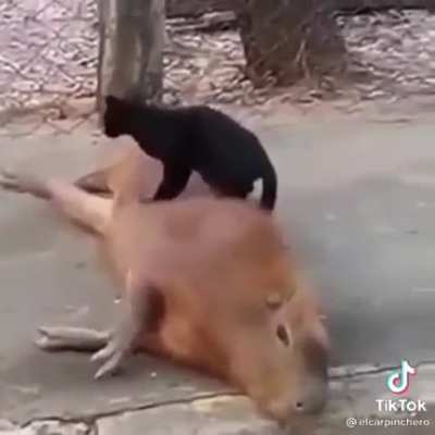 anyone wants a massage? video not mine but felt very inclined to share it with y'all