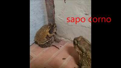 QUAL O MELHOR??