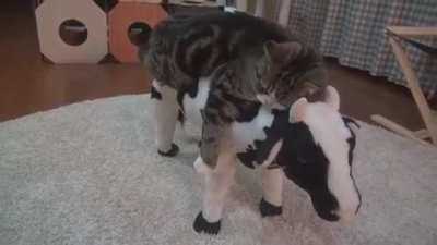 Maru and his cow bed...
