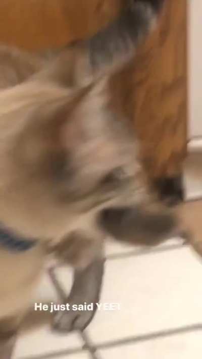 Ratatouille 3 looks great