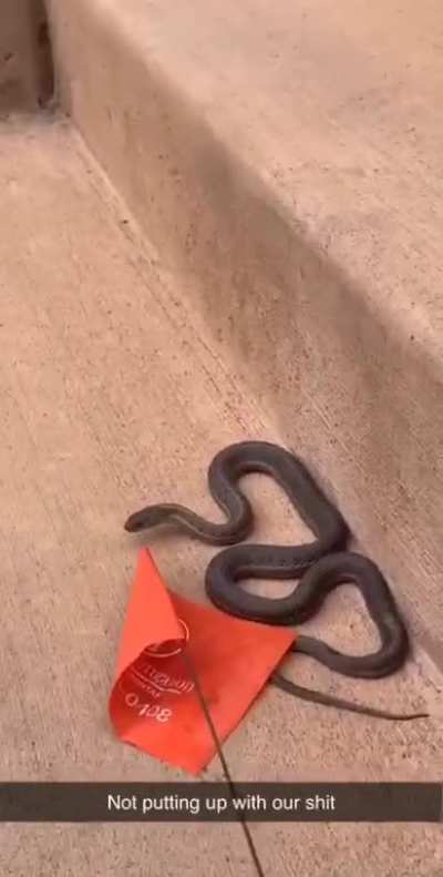 Playing with a snake