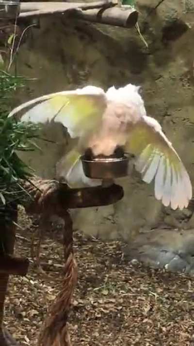 &ldquo;I whip my hair back and forth, I whip my hair back and forth!!&rdquo; This is how Row, a rescue cockatoo at my zoo who sings Row Your Boat, always takes a bath. Doesn&rsquo;t matter if we give her a larger dish, she always wants a tiny one. And she ALWAYS spins her 