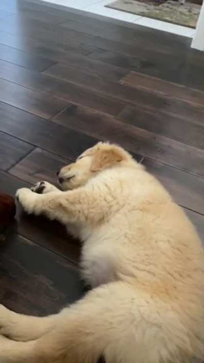I wonder what he&rsquo;s dreaming of?