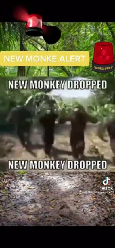 new monkey just dropped