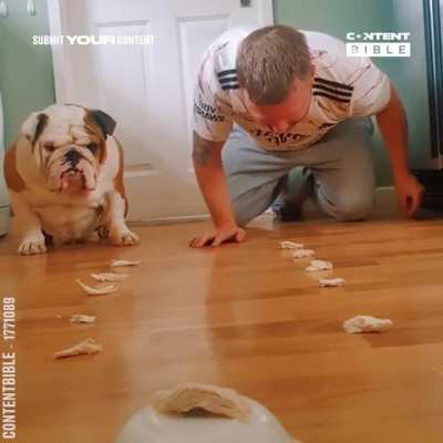 Doggo ain&rsquo;t playing around