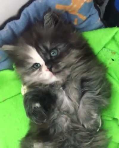 Two-faced