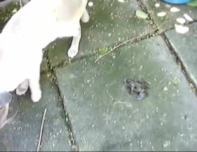 Cat vs REEEEEEE
