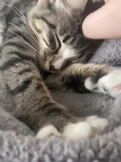 When I&rsquo;m anxious I have a 20sec clip of my cat purring and making biscuits so now you do too.