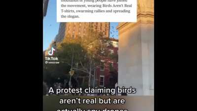 "Birds = spies"