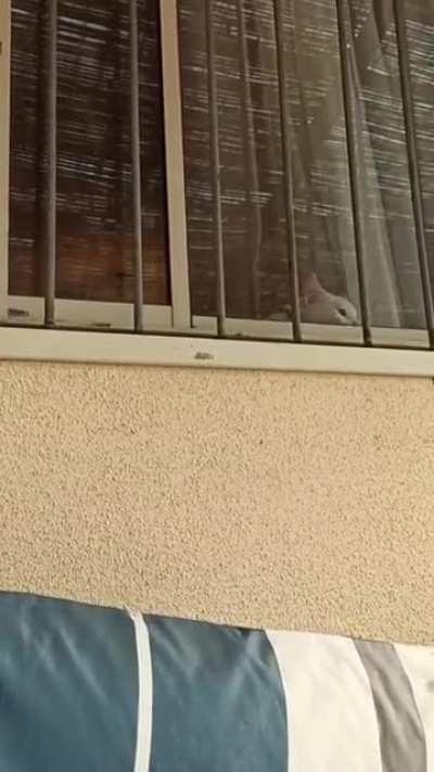 My deaf albino cat wants out