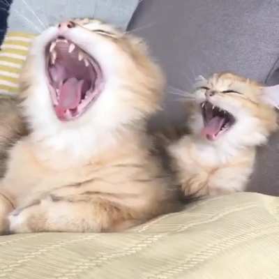 А ты зевнул?