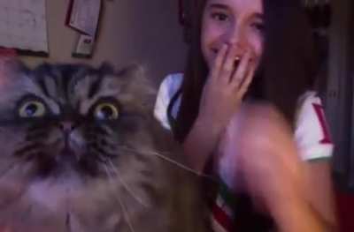 Opera Cat