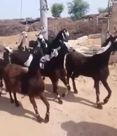 Yes