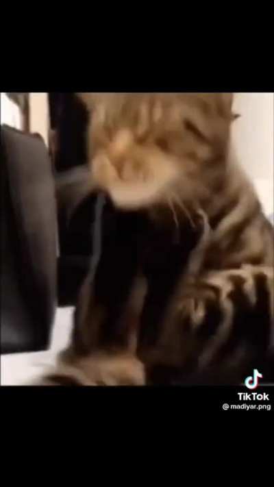 CATGRIPS!