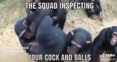 Monke squad