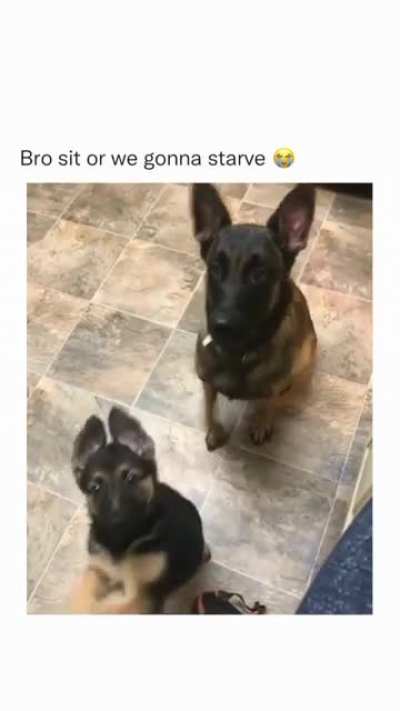 That dog be like: bitch sit down , your making me embarrassed
