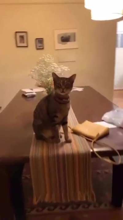 Puss