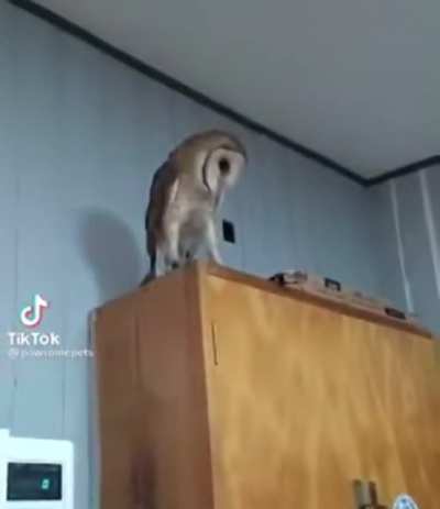 Owl screaming at dog